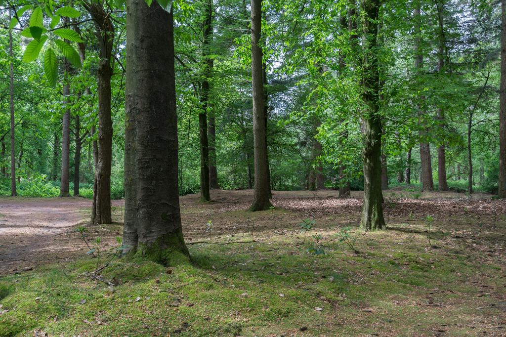Bungalowpark Vogelenzang Villa Lage Mierde Dış mekan fotoğraf